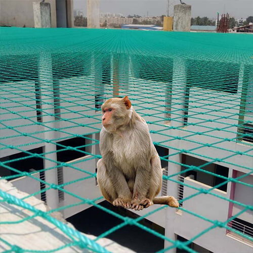 monkey
