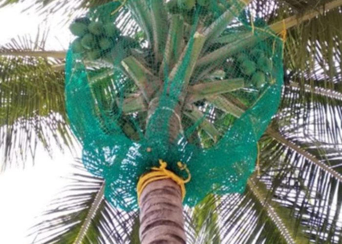 coconut